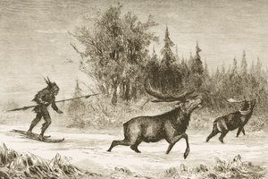 En indiansk elg på jagt i det nordlige vestlige territorium, ca. 1880